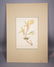 John J Audubon Book Plate. "Kentucky Warbler" Syl - 8