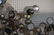 C JERE 1975 Raindrops Wall Sculpture. Chrome. S - 9