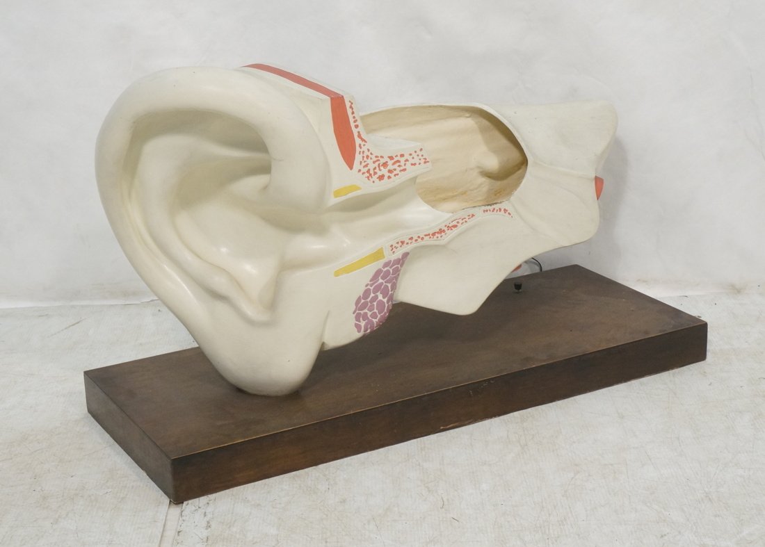 Large Scale Fiberglass Eardrum Teaching Model. (1 of 7)