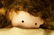 Antique Germany Bisque Doll. Composition body & l - 5