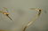 Pr FRANCO LAFINI Italian Brass & Crystal Birds. C - 2