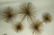 C JERE Large 5 Pom Pom Metal Modernist Wall Sculp