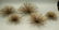 C JERE Large 5 Pom Pom Metal Modernist Wall Sculp - 6