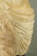 Pr Repro Cast Figural Sculptures. Male torsos. On - 7