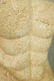 Pr Repro Cast Figural Sculptures. Male torsos. On - 8