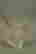 item-47973952=4