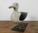 CARVED STANDING SEAGULL / SCULPTURE DE GOÉLAND - 4