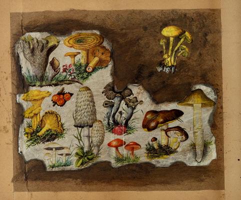 TWO UNUSUAL PLATES OF FUNGI, 18TH CENTURY: Two unusual plates of mushrooms (fungi). One in a collage format, the other with loss to bottom of page. 18th Century. Framed. Dimensions of largest, 15" x 10".