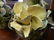 Majolica - 3