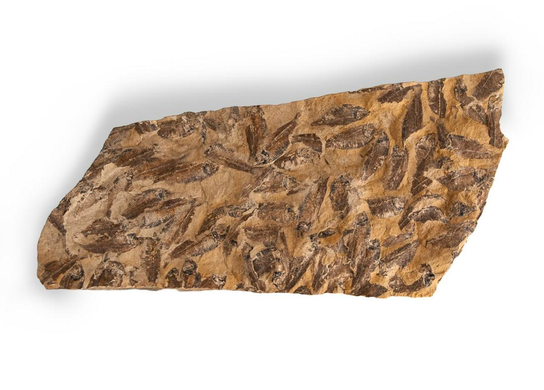 LARGE GROUP FOSSIL SCHOOL OF FISH (1 of 4)