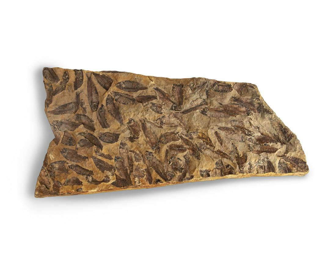 LARGE GROUP FOSSIL SCHOOL OF FISH (1 of 4)