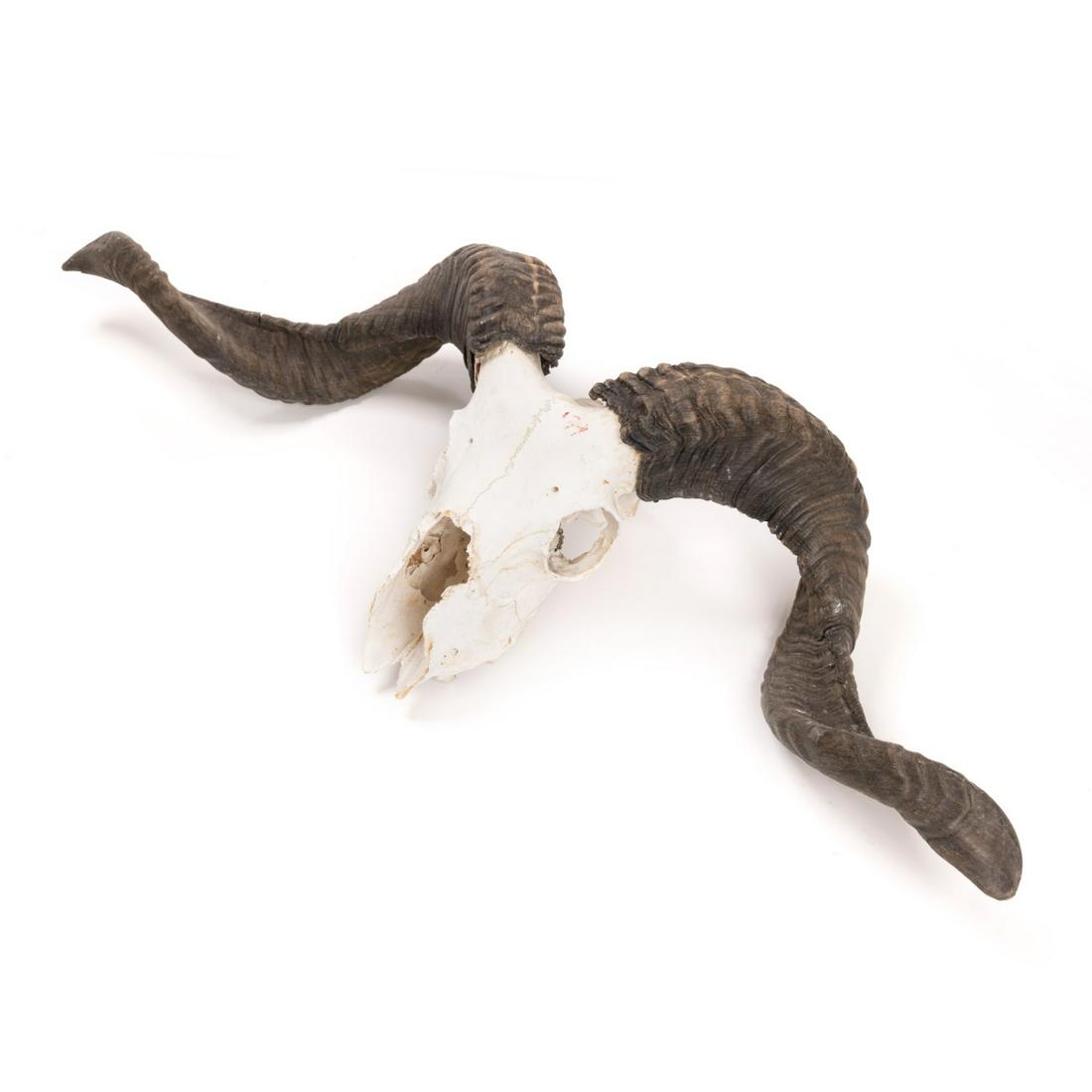 RAM SKULL WITH HORNS (1 of 6)