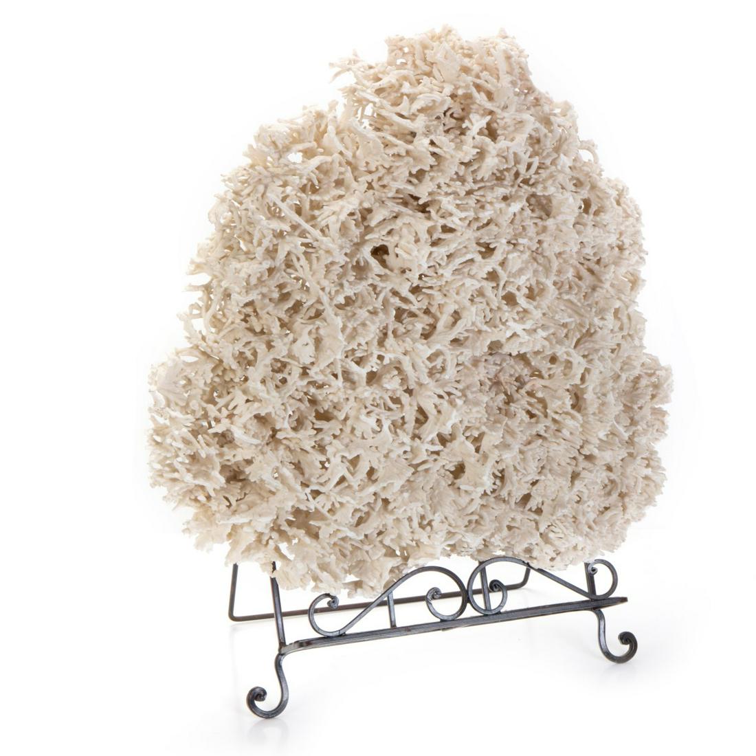 LARGE WHITE CORAL GROUP (1 of 6)