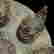 item-124055871=10