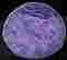 item-124056135=13