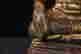 item-131013694=11