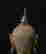 item-131013694=15