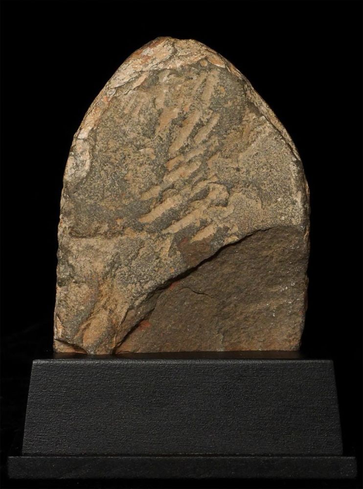 Sensitively carved Nepalese or Indian Devotee. - 4