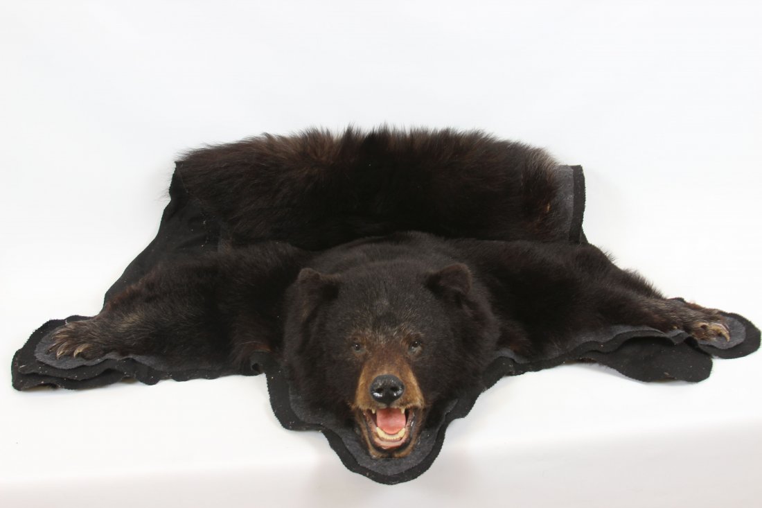 Bear Skin Rug (1 of 1)