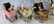 Collection of 8 Antique Baby Carriages w/ Babies - 5