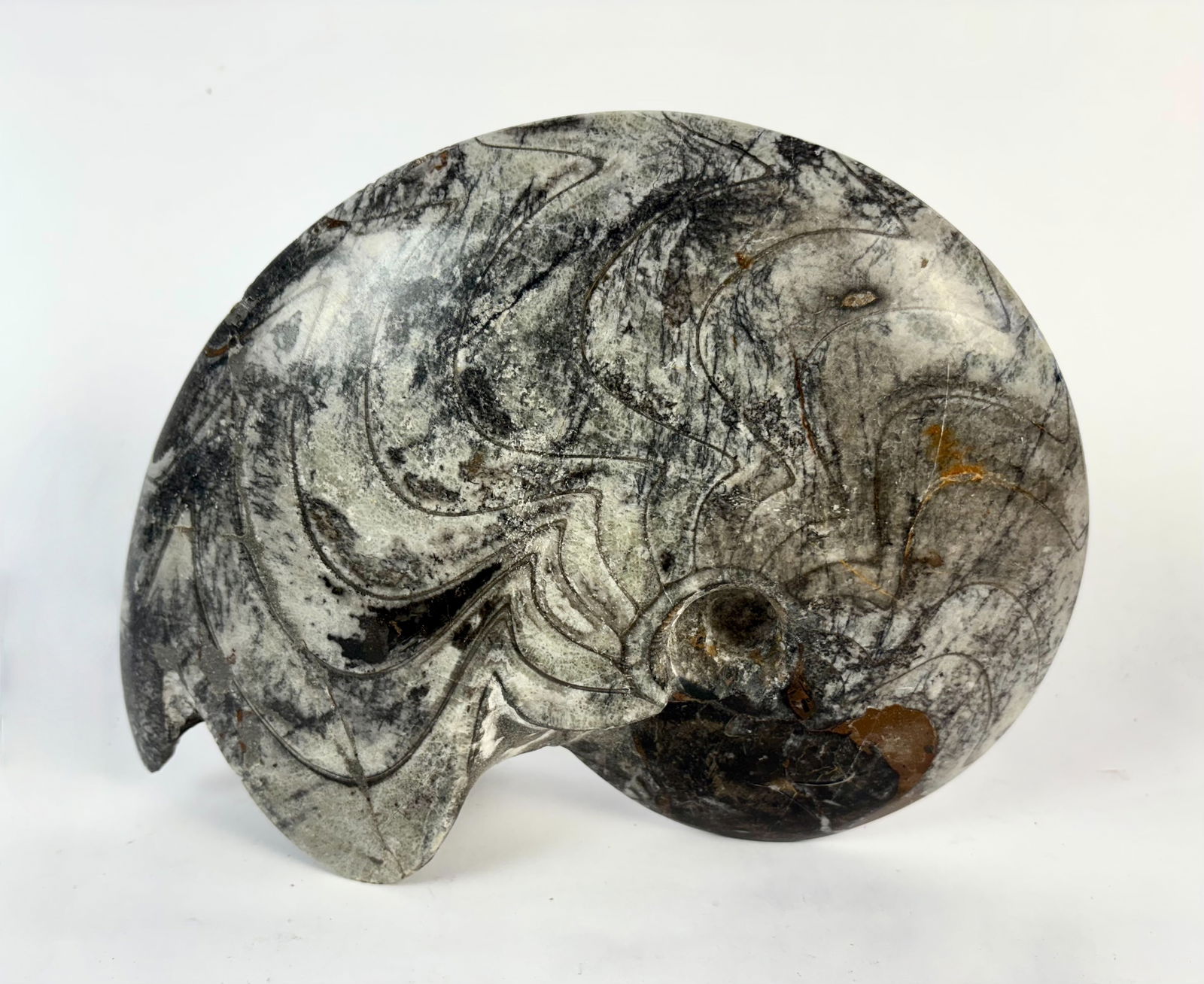 Natural Polished Fossilized Nautilus