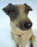 Austrian Terracotta Jack Russell Dog Figurine - 6