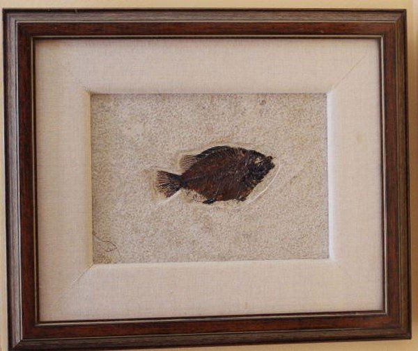 Framed Knightia Alta Fossil Fish in Matrix (1 of 4)
