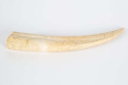 A WALRUS TOOTH