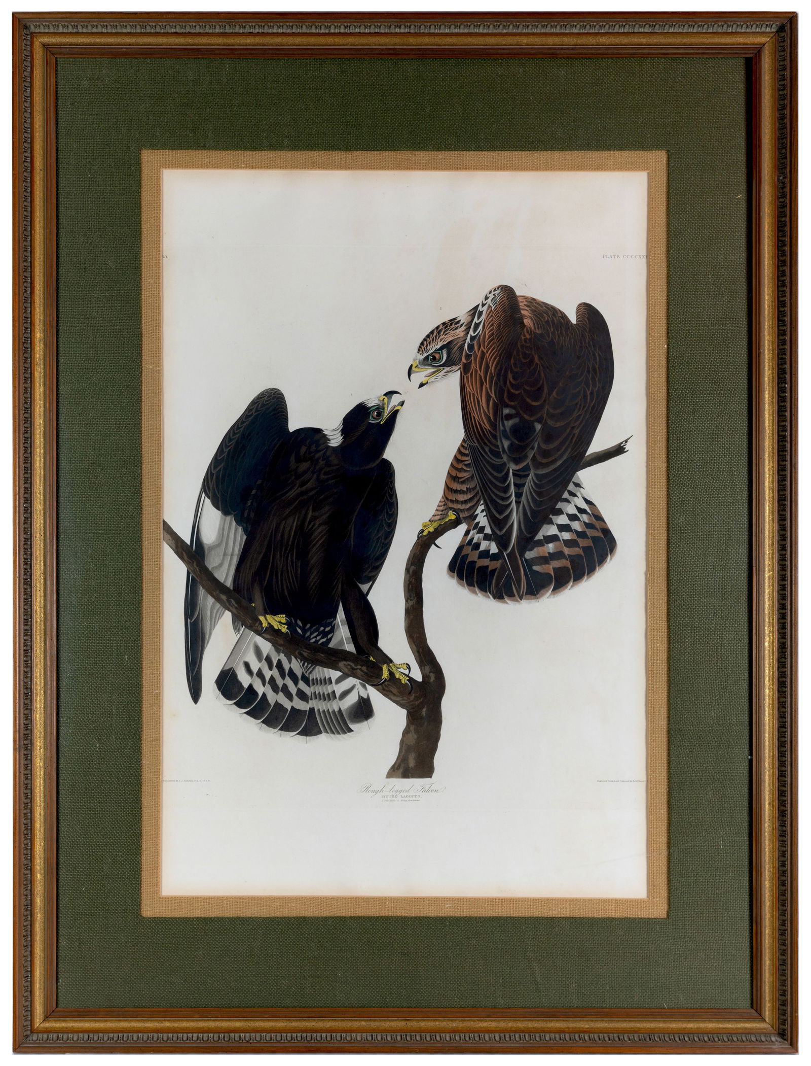 AN AUDUBON HAND COLORED AQUATINT OF THE ROUGH-LEGGED FALCON (1 of 3)