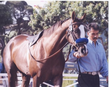 8x10 Photo / Racehorse #3 with Handler / Santa Anita Paddock Scene