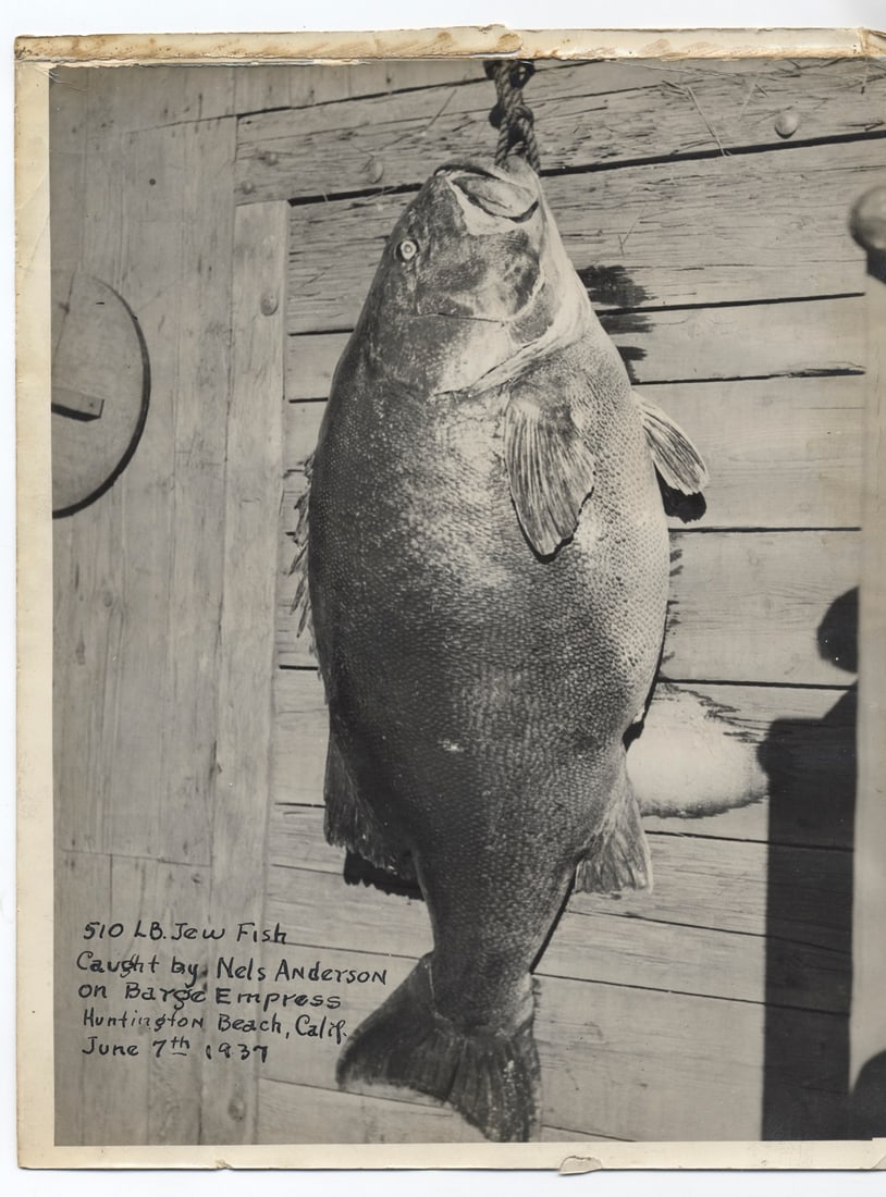 1937 Huntington Beach Photograph – 510 lb Fish Caught by Nels Anderson: This striking black-and-white photograph, measuring approximately 9.75 x 8 inches, captures a historic fishing moment off the coast of Huntington Beach, California. Dated June 7, 1937, the image shows
