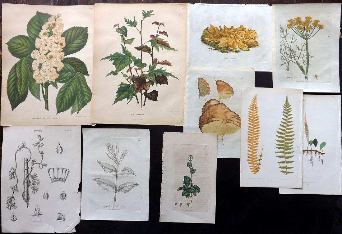 Botanical Prints 19th Century Lot of 10: Lot of 10 Engravings, Etchings and Lithos. Examples by Woodville, Sowerby, Wendel, Lowe and Encyclopaedia Britannica. Paper Size: Up to 12.5 x 10 inch (32 x 25cm) A few small faults. Good overall