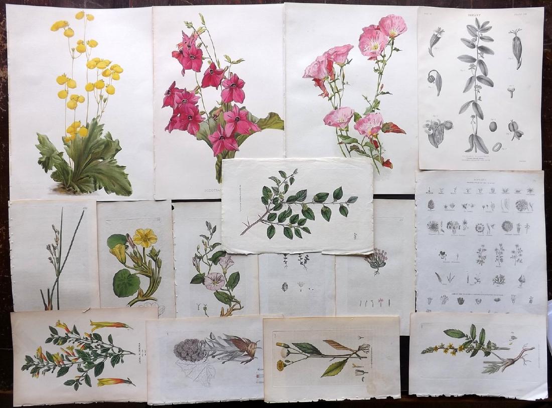 Botanical Prints 19th Century Lot of 15: Lot of 15 Lithographs and Engravings. Examples by Sowerby, Moon, Curtis, Step, and Encyclopaedia Britannica. Paper Size: Up to 13 x 9 inch (33 x 23cm) Good condition overall