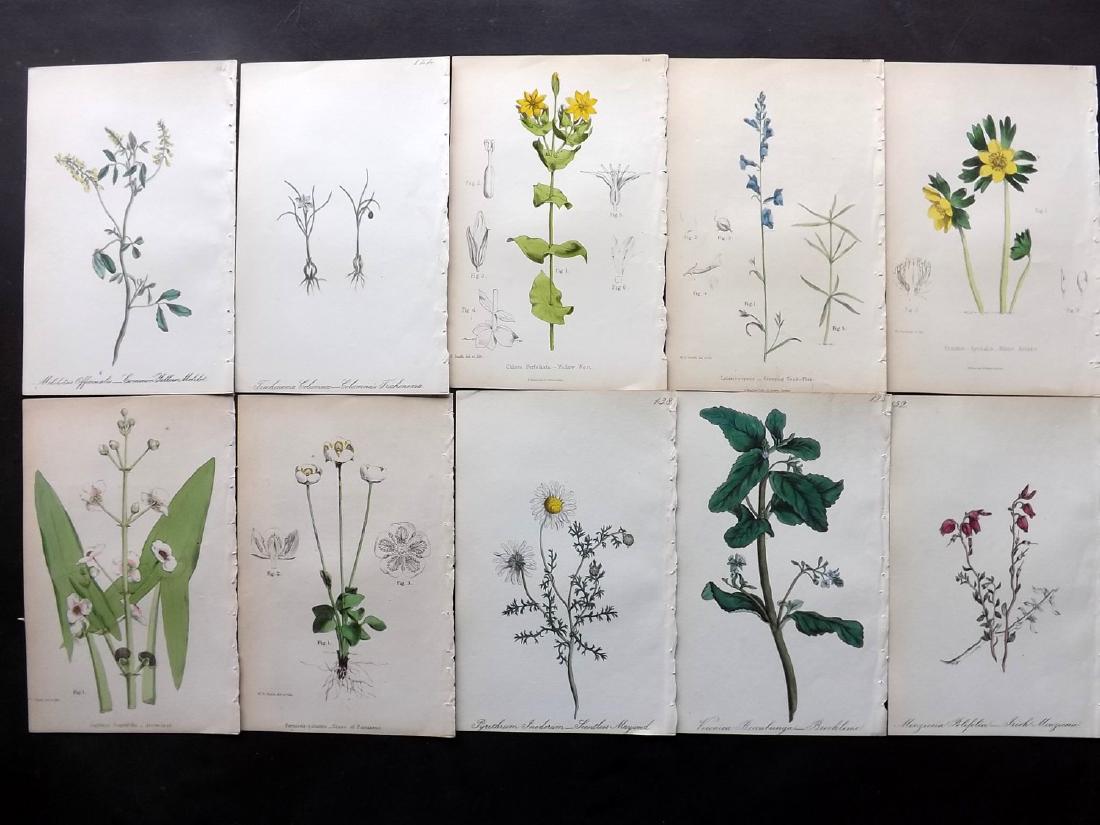 Hogg & Johnson C1870 Lot of 10 HCol Botanical Prints: Hand Coloured Lithographs Published 1863-1880, London for "The Wild Flowers of Great Britain" by Robert Hogg & George W. Johnson. Paper Size: 8.5 x 5.5 inch (22 x 14cm) Good Condition