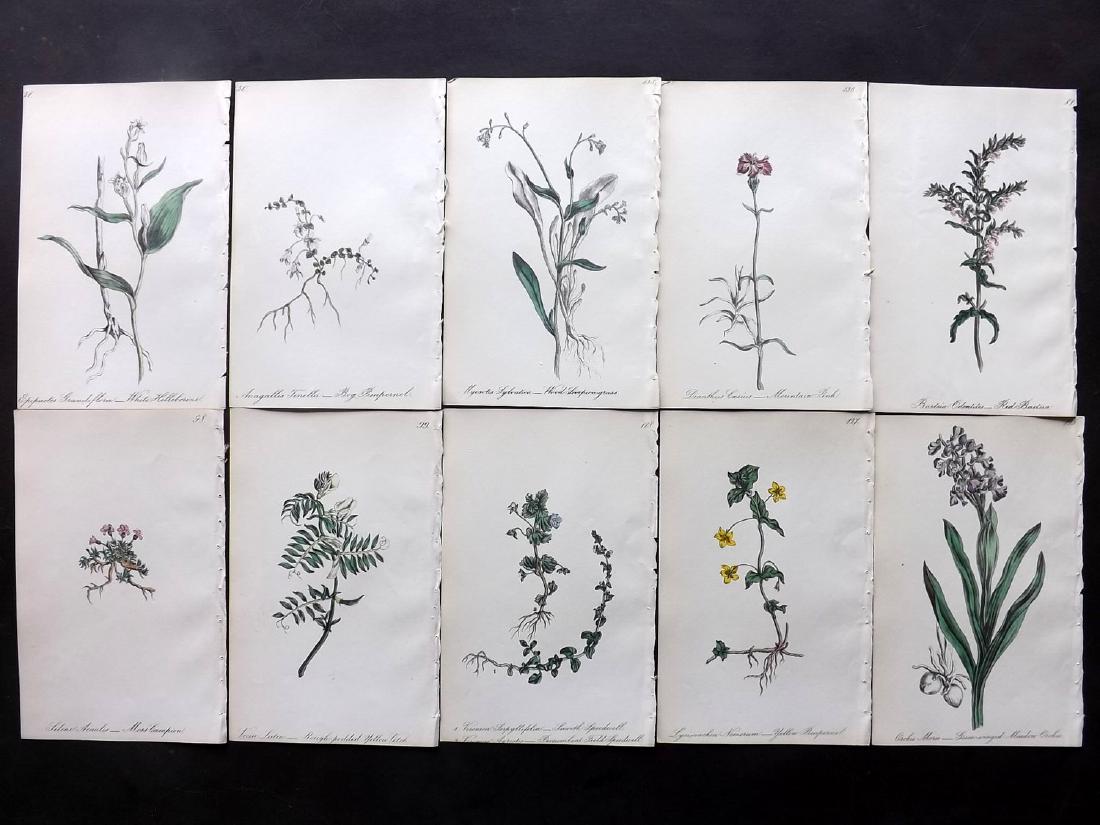 Hogg & Johnson C1870 Lot of 10 HCol Botanical Prints: Hand Coloured Lithographs Published 1863-1880, London for "The Wild Flowers of Great Britain" by Robert Hogg & George W. Johnson. Paper Size: 8.5 x 5.5 inch (22 x 14cm) Good Condition