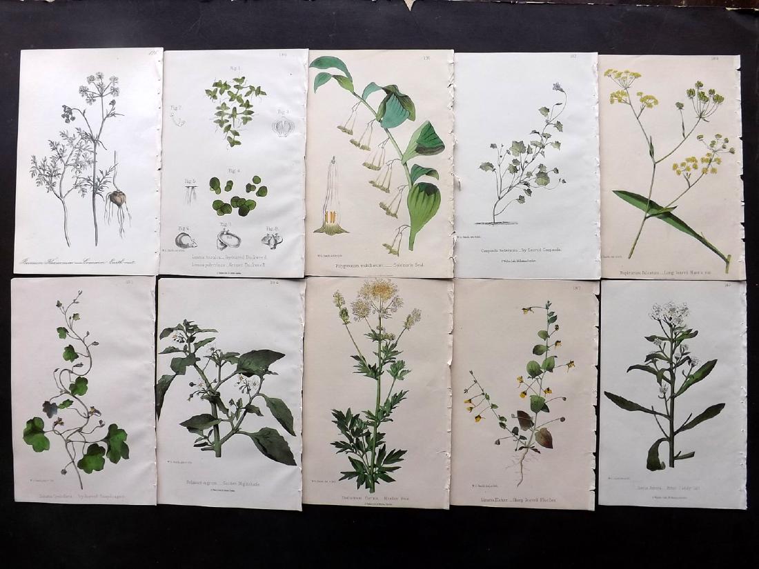 Hogg & Johnson C1870 Lot of 10 HCol Botanical Prints: Hand Coloured Lithographs Published 1863-1880, London for "The Wild Flowers of Great Britain" by Robert Hogg & George W. Johnson. Paper Size: 8.5 x 5.5 inch (22 x 14cm) Good Condition