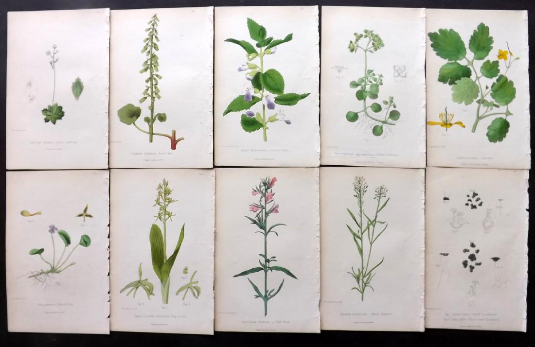 Hogg & Johnson C1870 Lot of 10 HCol Botanical Prints: Hand Coloured Lithographs Published 1863-1880, London for "The Wild Flowers of Great Britain" by Robert Hogg & George W. Johnson. Paper Size: 8.5 x 5.5 inch (22 x 14cm) Good Condition