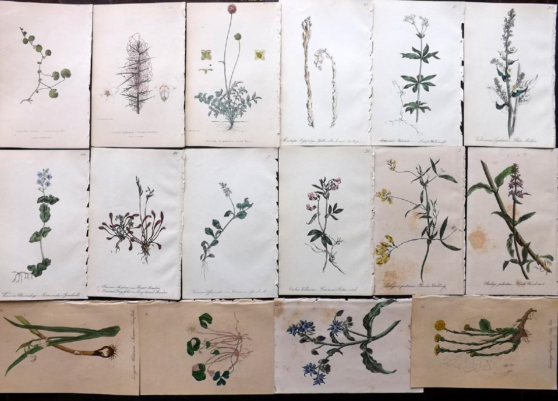 Hogg & Johnson C1870 Lot of 16 HCol Botanical Prints: Hand Coloured Lithographs Published 1863-1880, London for "The Wild Flowers of Great Britain" by Robert Hogg & George W. Johnson. Paper Size: 8.5 x 5.5 inch (22 x 14cm) A Few with toning, otherwise Go
