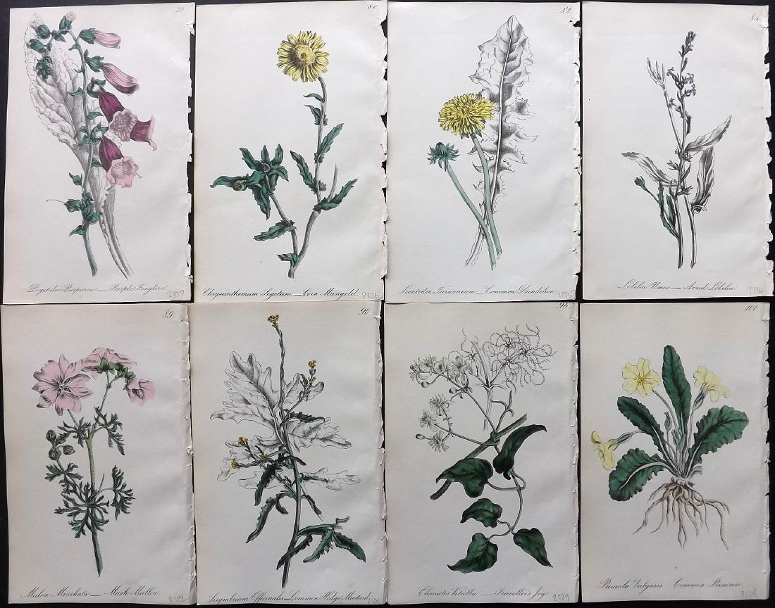 Hogg & Johnson C1870 Lot of 8 HCol Botanical Prints: Hand Coloured Lithographs Published 1863-1880, London for "The Wild Flowers of Great Britain" by Robert Hogg & George W. Johnson. Paper Size: 8.5 x 5.5 inch (22 x 14cm) Good Condition