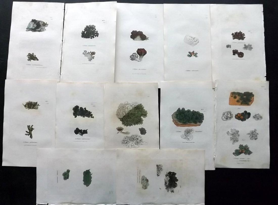 Sowerby, James 1846 Lot of 12 HC Aquatic Plants: Hand Coloured Etchings Published London, 1846 for "English Botany; or, Coloured Figures of British Plants…" Second Edition by James Sowerby and Edward Smith. Paper Size: 9 x 5.5 inch (23 x 14cm) Goo