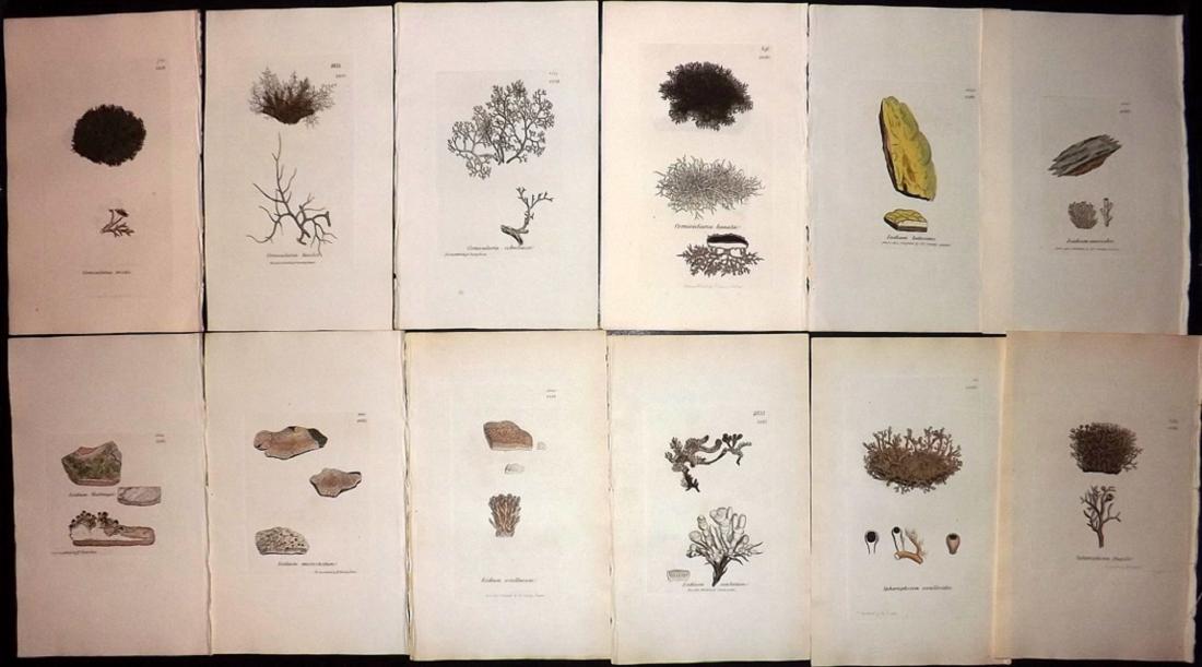Sowerby, James 1846 Lot of 12 HC Aquatic Plants: Hand Coloured Etchings Published London, 1846 for "English Botany; or, Coloured Figures of British Plants…" Second Edition by James Sowerby and Edward Smith. Paper Size: 9 x 5.5 inch (23 x 14cm) Goo
