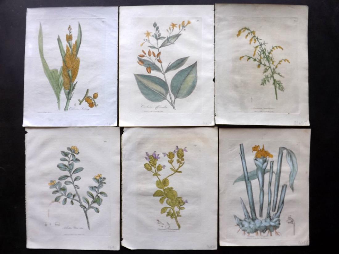 Woodville, William 1810 - 6 HC Botanical Prints (1 of 2)
