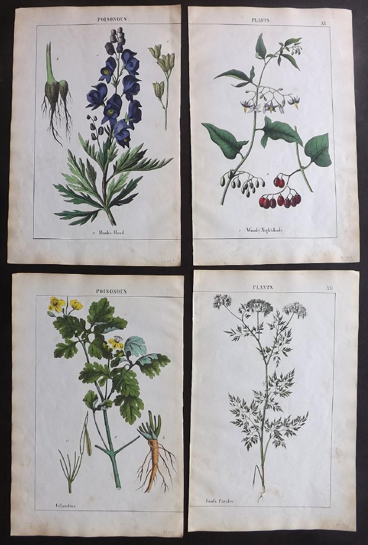 Yonge, Charlotte Mary 1863 - 4 Prints. Poisonous Plants (1 of 2)
