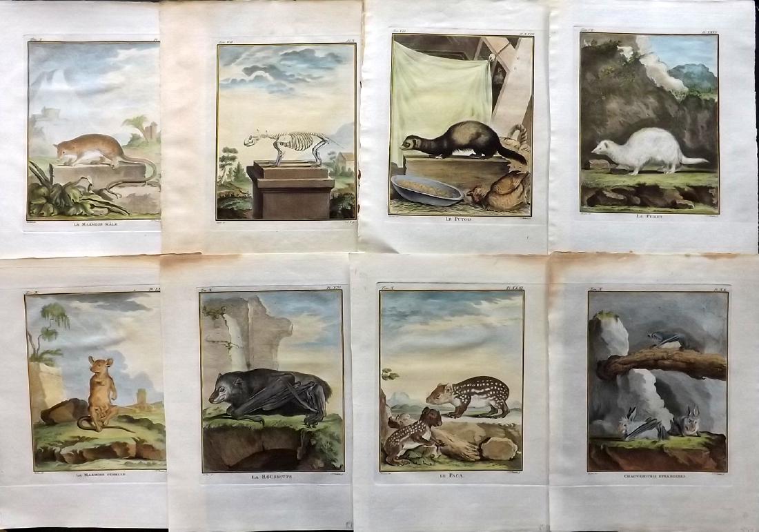 Buffon, Comte de C1770 Lot of 8 HC Prints. First Ed: Hand Coloured Copper Plates Published 1749-88 Imprimerie Royale, Paris for "Histoire naturelle, générale et particulière" First Edition by Georges-Louis Leclerc, Comte de Buffon. Paper Size: 11.5 x