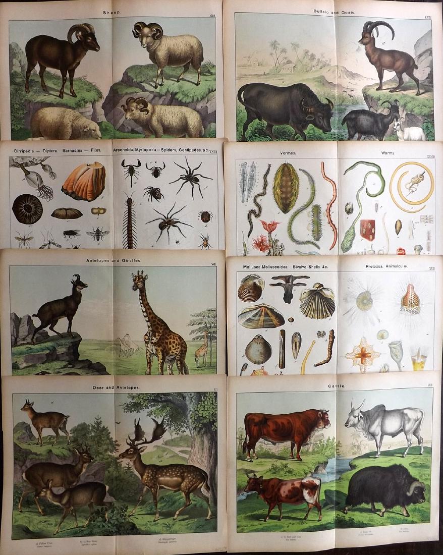 Schubert, Gotthilf Heinrich von 1889 Lot of 8 LG Prints: Lithographs Published 1889 by the SPCK, London for "Natural History of the Animal Kingdom, for The Use of Young People" by William Kirby and Gotthilf Heinrich von Schubert. Centre fold as issued. Pape