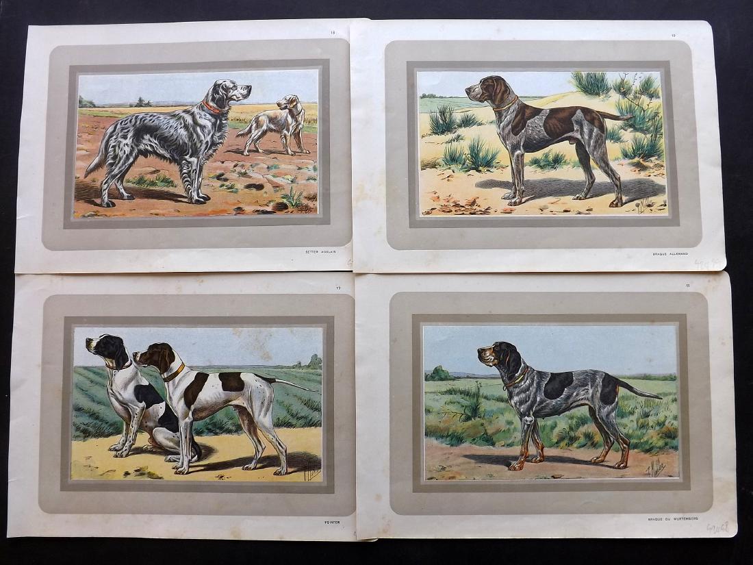 Mahler, P. 1931 Group of 6 Dog Prints: Colour Printed Photogavures Published 1931, Paris for "Les Chiens de Chasse" Illustrated by P. Mahler. Paper Size: 11 x 7.5 inch (28 x 19cm) Minor margin toning. Good Condition