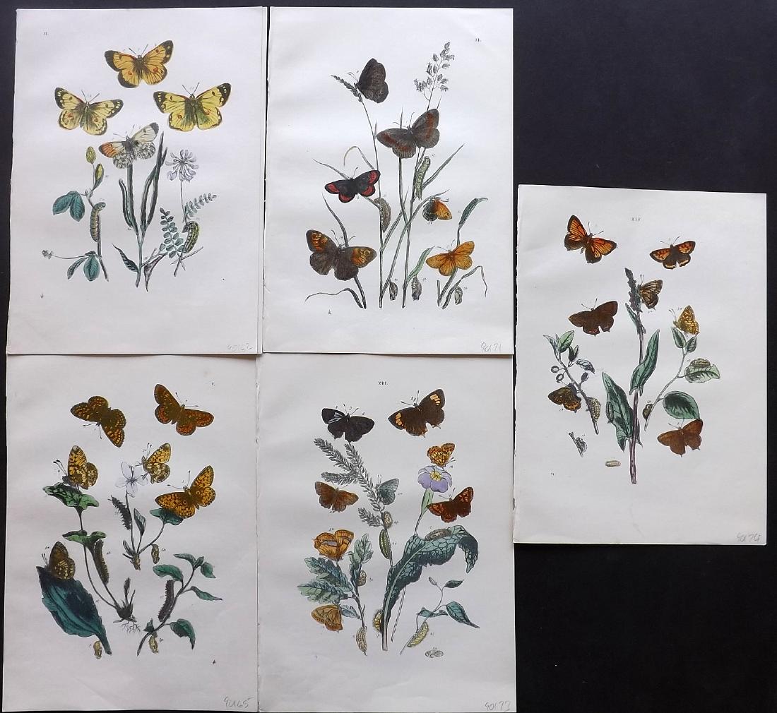 Westwood, John & Humphreys, Henry 1887 - 4 Moth Prints: Hand Coloured Lithographs Published 1849, London for "British Moths and Their Transformations" by Henry Noel Humphreys & John Obadiah Westwood. Paper Size: 11 x 8.5 inch (28 x 22cm) Good Condition