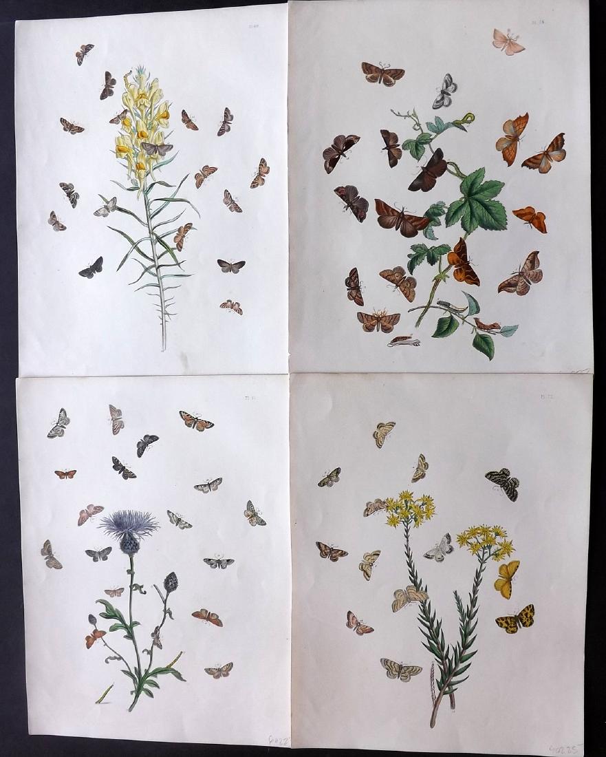Westwood, John & Humphreys, Henry 1887 - 4 Moth Prints: Hand Coloured Lithographs Published 1849, London for "British Moths and Their Transformations" by Henry Noel Humphreys & John Obadiah Westwood. Paper Size: 11 x 8.5 inch (28 x 22cm) Good Condition