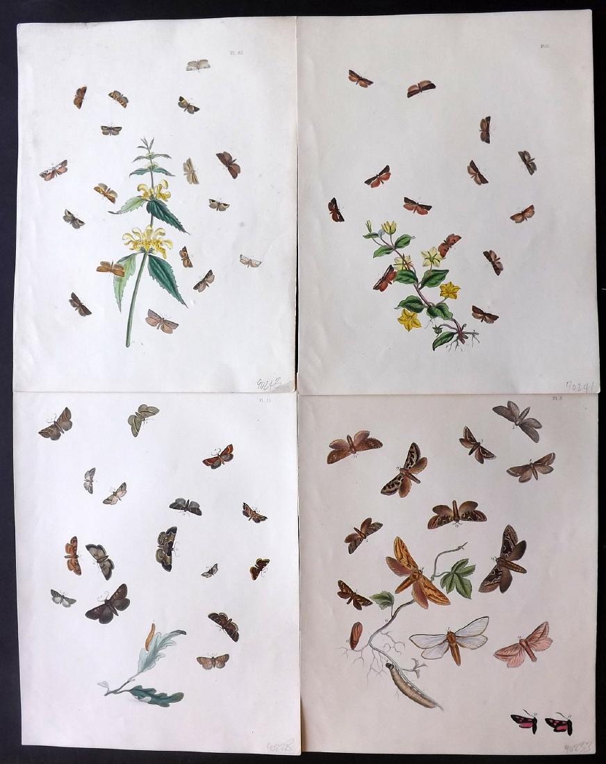 Westwood, John Obadiah 1887 Group of 6 Butterfly Prints: Hand Coloured Lithographs Published 1887, London for "The Butterflies of Great Britain with Their Transformations" by John Obadiah Westwood. Paper Size: 9 x 7 inch (23 x 18cm) Good Condition
