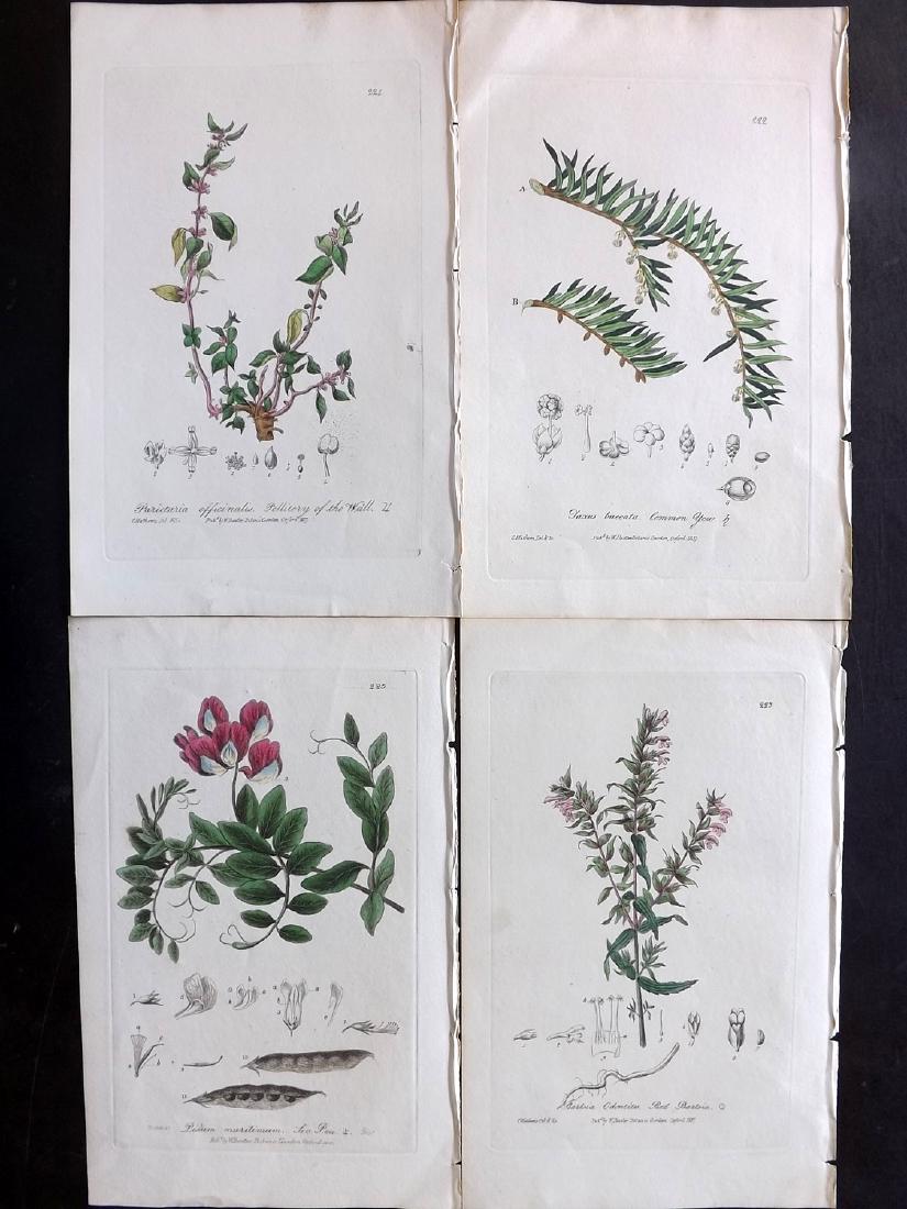 Baxter, William 1830's Group of 4 HCol Botanical Prints (1 of 2)